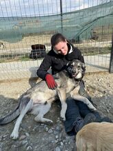 EIKO, Hund, Mischlingshund in Rumänien - Bild 51