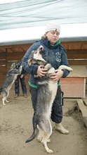 EIKO, Hund, Mischlingshund in Rumänien - Bild 6