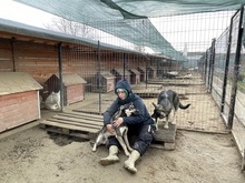 EIKO, Hund, Mischlingshund in Rumänien - Bild 8