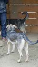 EIKO, Hund, Mischlingshund in Egelsbach - Bild 29
