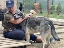 EIKO, Hund, Mischlingshund in Egelsbach - Bild 3
