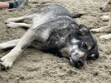 EIKO, Hund, Mischlingshund in Egelsbach - Bild 4