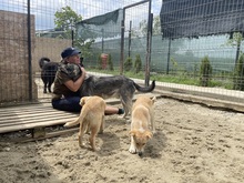 EIKO, Hund, Mischlingshund in Egelsbach - Bild 6