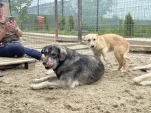 EIKO, Hund, Mischlingshund in Egelsbach - Bild 7
