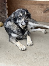 EIKO, Hund, Mischlingshund in Egelsbach - Bild 1