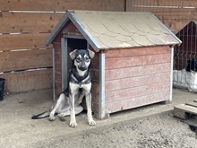 EIKO, Hund, Mischlingshund in Egelsbach - Bild 12