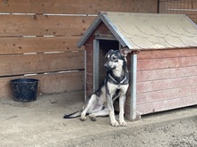 EIKO, Hund, Mischlingshund in Egelsbach - Bild 18