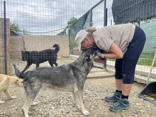 EIKO, Hund, Mischlingshund in Egelsbach - Bild 2