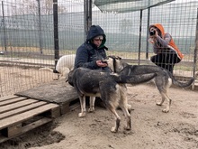 EIKO, Hund, Mischlingshund in Egelsbach - Bild 28