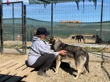 EIKO, Hund, Mischlingshund in Egelsbach - Bild 42