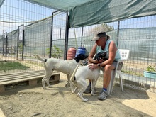 ELIOT, Hund, Mischlingshund in Rumänien - Bild 10
