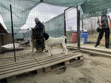 ELIOT, Hund, Mischlingshund in Rumänien - Bild 2