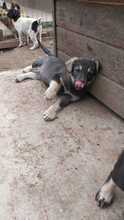 ELIOT, Hund, Mischlingshund in Rumänien - Bild 20