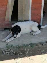 ELIOT, Hund, Mischlingshund in Rumänien - Bild 24