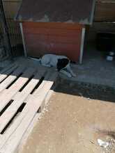 ELIOT, Hund, Mischlingshund in Rumänien - Bild 29