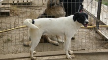 ELIOT, Hund, Mischlingshund in Rumänien - Bild 30