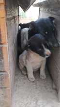 ELIOT, Hund, Mischlingshund in Rumänien - Bild 35