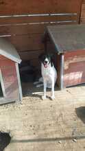 ELIOT, Hund, Mischlingshund in Rumänien - Bild 40
