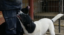 ELIOT, Hund, Mischlingshund in Rumänien - Bild 5
