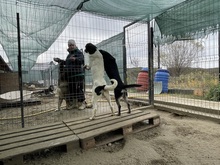 ELIOT, Hund, Mischlingshund in Rumänien - Bild 6