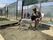 ELIOT, Hund, Mischlingshund in Rumänien - Bild 9