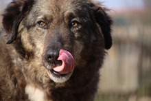 PUZZLE, Hund, Mischlingshund in Spanien - Bild 2