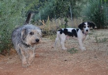 LOUIS, Hund, Mischlingshund in Griechenland - Bild 1