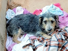 LOUIS, Hund, Mischlingshund in Griechenland - Bild 17
