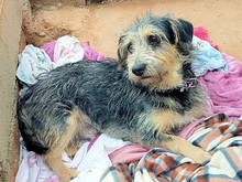 LOUIS, Hund, Mischlingshund in Griechenland - Bild 18