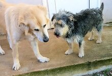 LOUIS, Hund, Mischlingshund in Griechenland - Bild 19