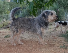 LOUIS, Hund, Mischlingshund in Griechenland - Bild 2