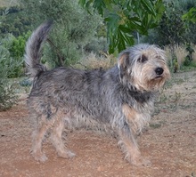 LOUIS, Hund, Mischlingshund in Griechenland - Bild 3