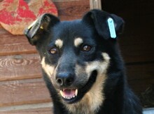 BRITTA, Hund, Mischlingshund in Rumänien - Bild 1