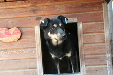 BRITTA, Hund, Mischlingshund in Rumänien - Bild 6