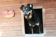 BRITTA, Hund, Mischlingshund in Rumänien - Bild 7