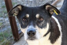 JASON, Hund, Mischlingshund in Rumänien - Bild 1