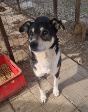 JASON, Hund, Mischlingshund in Rumänien - Bild 3