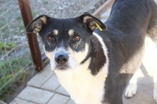 JASON, Hund, Mischlingshund in Rumänien - Bild 5