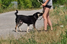 LENY, Hund, Mischlingshund in Slowakische Republik - Bild 10