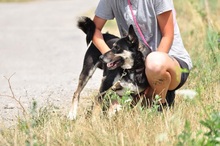 LENY, Hund, Mischlingshund in Slowakische Republik - Bild 11