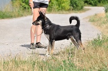 LENY, Hund, Mischlingshund in Slowakische Republik - Bild 12
