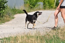 LENY, Hund, Mischlingshund in Slowakische Republik - Bild 13