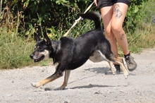 LENY, Hund, Mischlingshund in Slowakische Republik - Bild 14