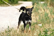 LENY, Hund, Mischlingshund in Slowakische Republik - Bild 2