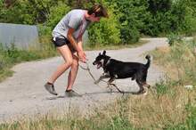 LENY, Hund, Mischlingshund in Slowakische Republik - Bild 3