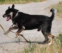 LENY, Hund, Mischlingshund in Slowakische Republik - Bild 4