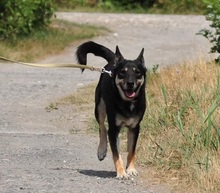 LENY, Hund, Mischlingshund in Slowakische Republik - Bild 5