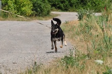 LENY, Hund, Mischlingshund in Slowakische Republik - Bild 7