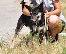 LENY, Hund, Mischlingshund in Slowakische Republik - Bild 8