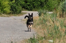 LENY, Hund, Mischlingshund in Slowakische Republik - Bild 9